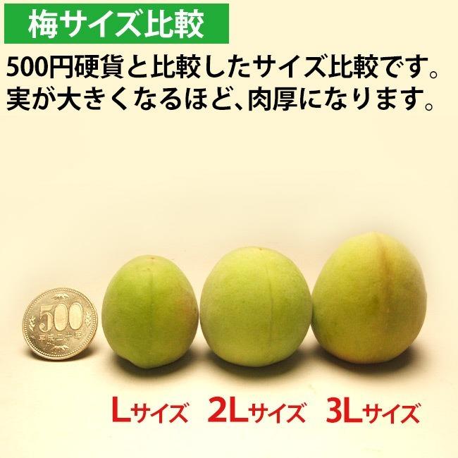 早期ご予約受付中 紀州南高梅 加工用 生梅 サイズ混合 訳あり 5キロ箱 