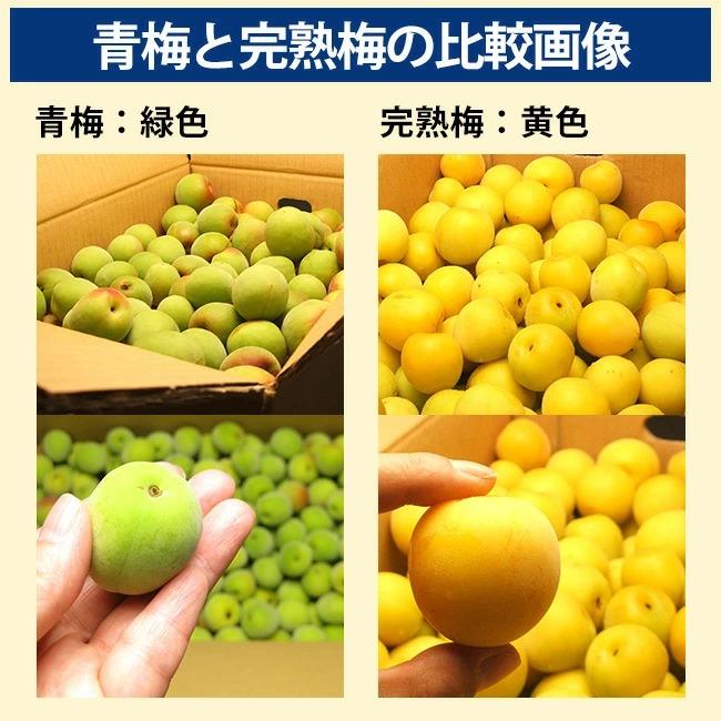 品多く 和歌山県 みなべ産 南高梅 完熟梅 梅干し 5kg 3L サイズ 2