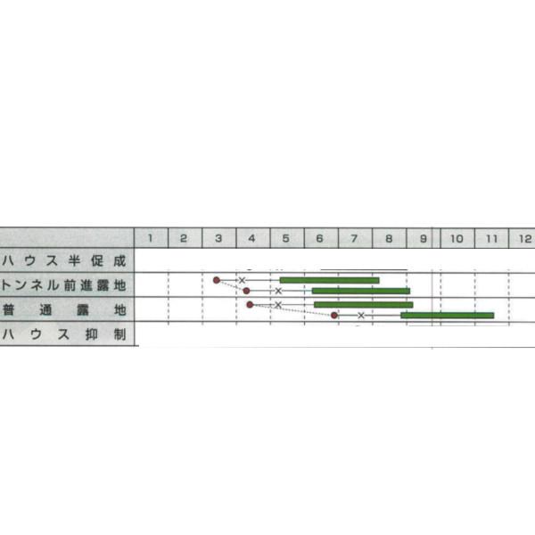 野菜 種【キュウリ】PR四川（350粒）【カネコ種苗】種子｜ajiwainoasa｜02