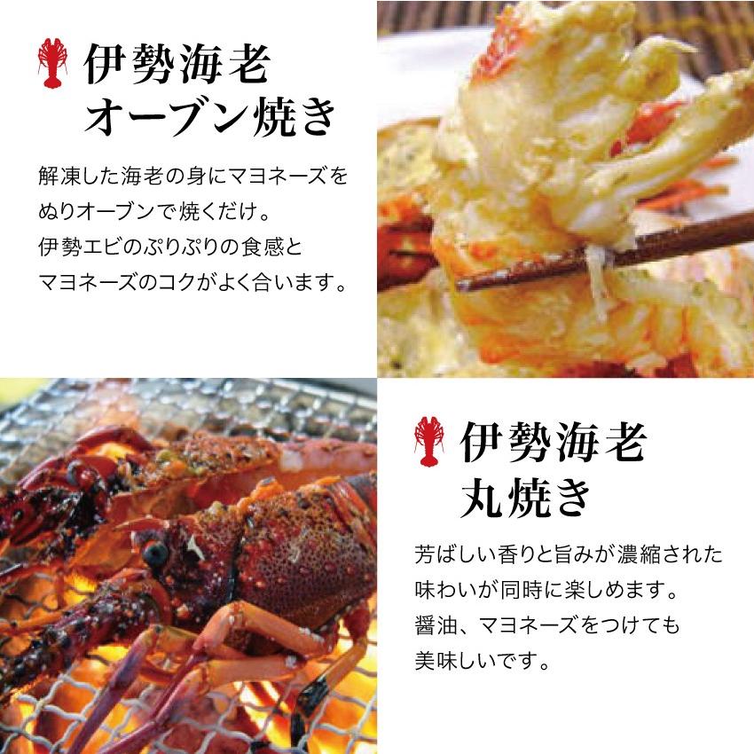 22 お取り寄せ 伊勢海老 本場 伊勢志摩 超特大600g 1尾 活 刺身 訳あり 産地直送 伊勢エビ 冷凍 Mie Ya 04 北区赤羽商店 通販 Yahoo ショッピング