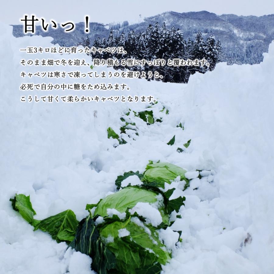 送料無料 冷凍 雪掘ロールキャベツ 500g 4本セット 奥会津 雪掘キャベツ 国産牛肉 簡単 湯煎 洋食 ディナー Rc 05 ぱん工房あかべこ 通販 Yahoo ショッピング