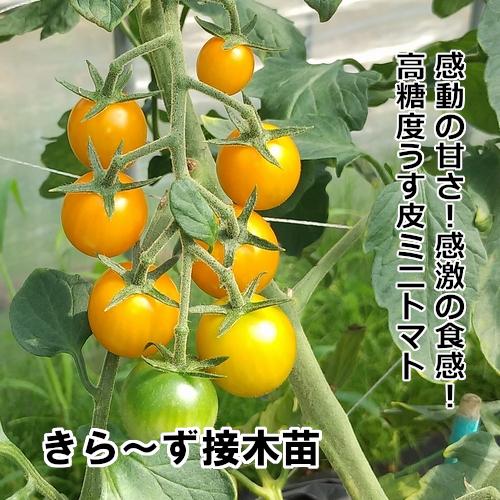 ミニトマト苗 きらーず 接木苗 Bitstechnology Org