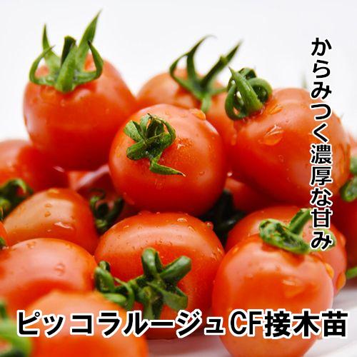 トマト苗 ピッコラルージュCF 接木苗（Yahoo!・赤毛農園の直売所Yahoo!ショッピング店）