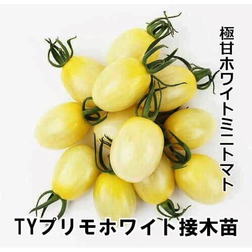 トマト苗 TYプリモホワイト 接木苗（Yahoo!・赤毛農園の直売所Yahoo!ショッピング店）