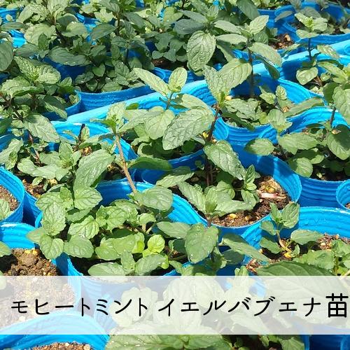 モヒートミント苗 イエルバブエナ苗 青ポット Pavlovastudio Ru