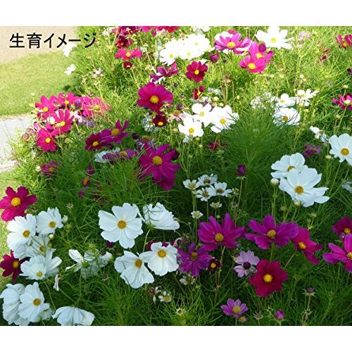 福花園種苗 コスモス種子景観用センセイションMix1L詰_1