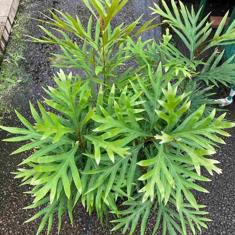 グレビレア ゴールド バイレアナ 根付き鉢物苗 6号鉢全長1.2m ①グレビレア ゴールド バイレアナ 根付き鉢物苗 6号鉢全長1.2m