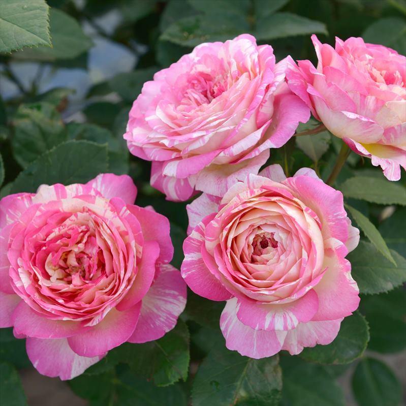 バラ大苗 マルク・シャガール 7号 Delbard デルバール｜花木04-PA