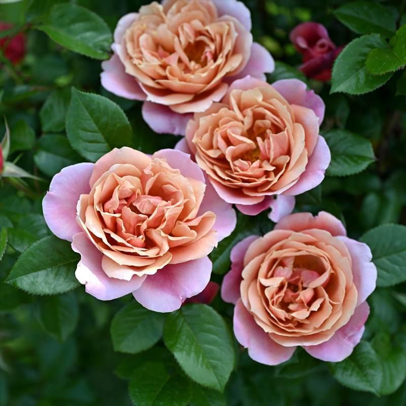 バラ大苗 ピンク・ビンテージ 7号 Dorieux｜花木04-PA : 赤塚植物園