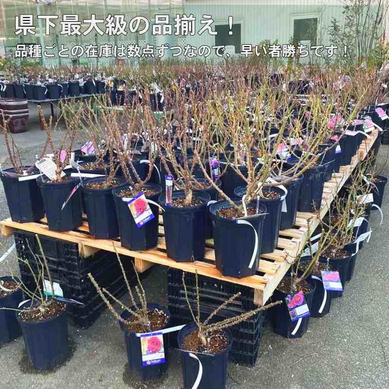バラ大苗 ピンク・ビンテージ 7号 Dorieux｜花木04-PA : 赤塚植物園