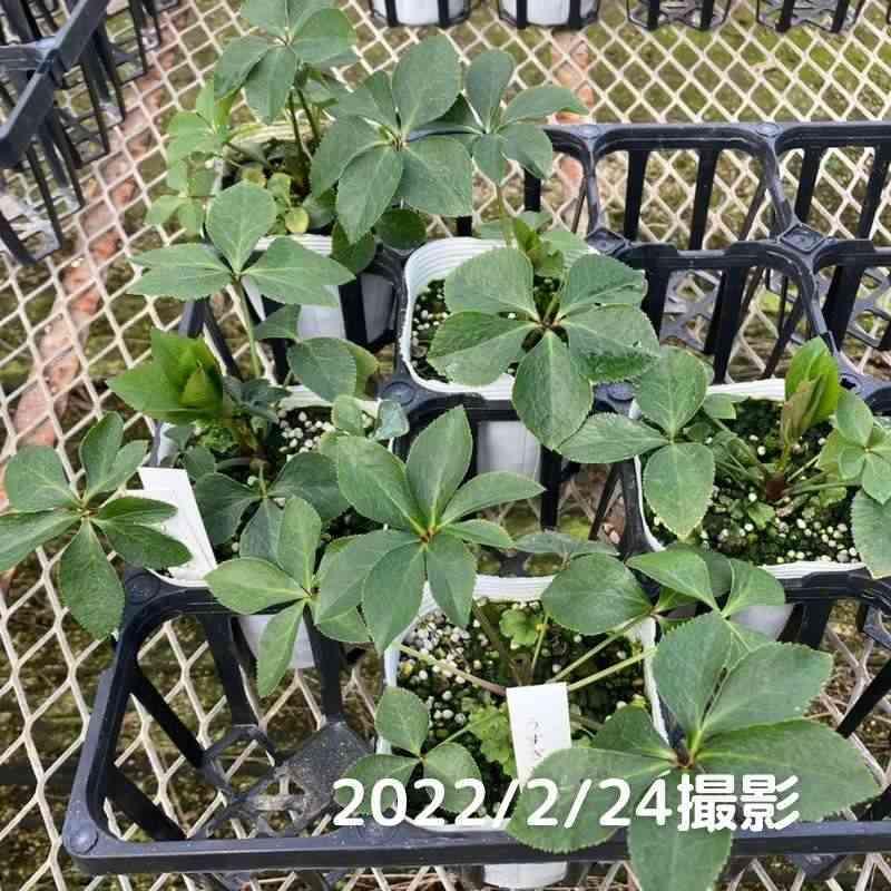 35 クリスマスローズ種　３粒 　 終了致しました。 クリスマスローズ 伊勢みやび 3.5号 うすぎぬ｜山野01-D1 : 赤塚植物園