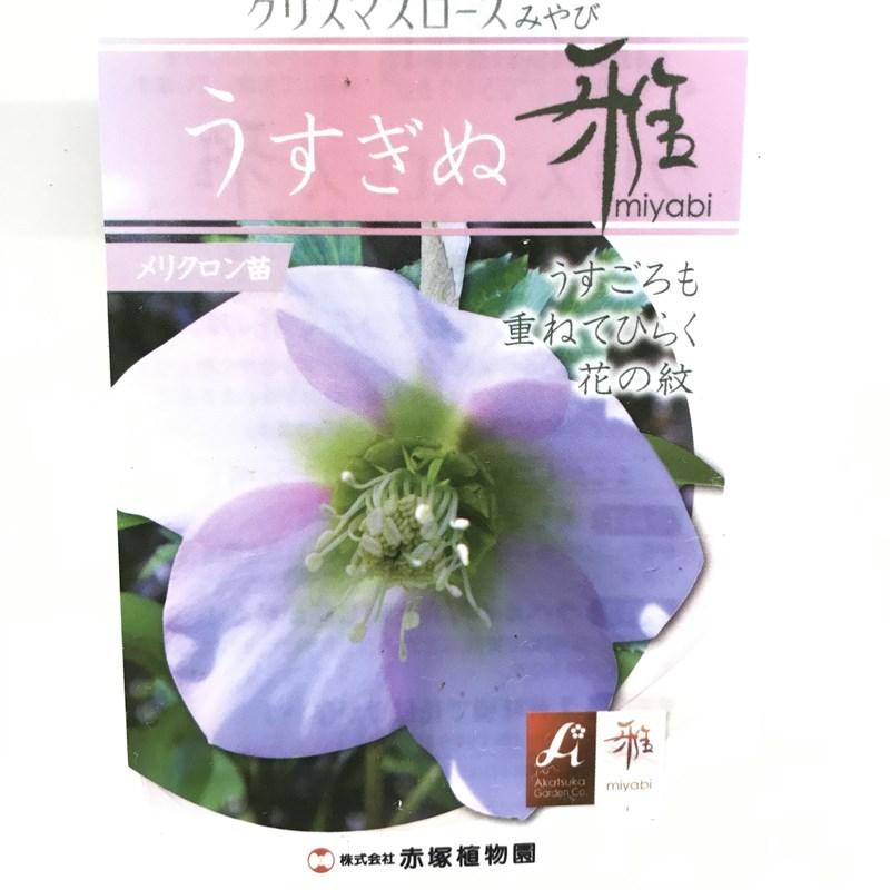 クリスマスローズ 伊勢みやび 3.5号 うすぎぬ｜山野01-D1 : 赤塚植物園