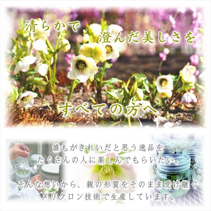 クリスマスローズ 伊勢みやび 3.5号 うすぎぬ｜山野01-D1 : 赤塚植物園