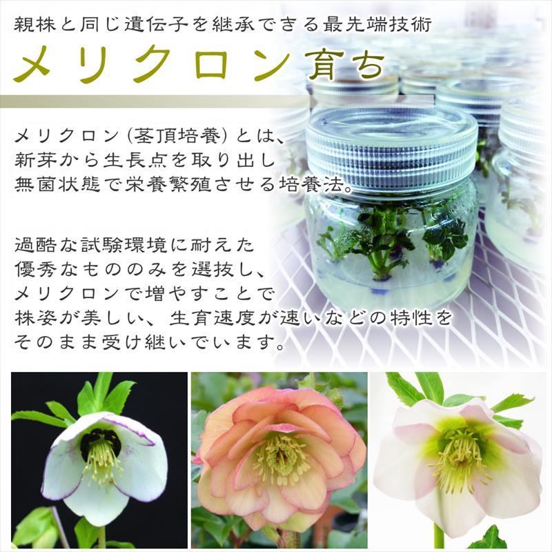 クリスマスローズ 伊勢みやび 3.5号 うすぎぬ｜山野01-D1 : 赤塚植物園