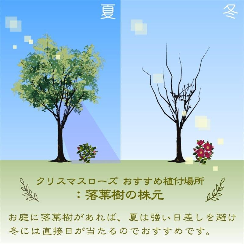 クリスマスローズ 伊勢みやび 3.5号 うすぎぬ｜山野01-D1 : 赤塚植物園