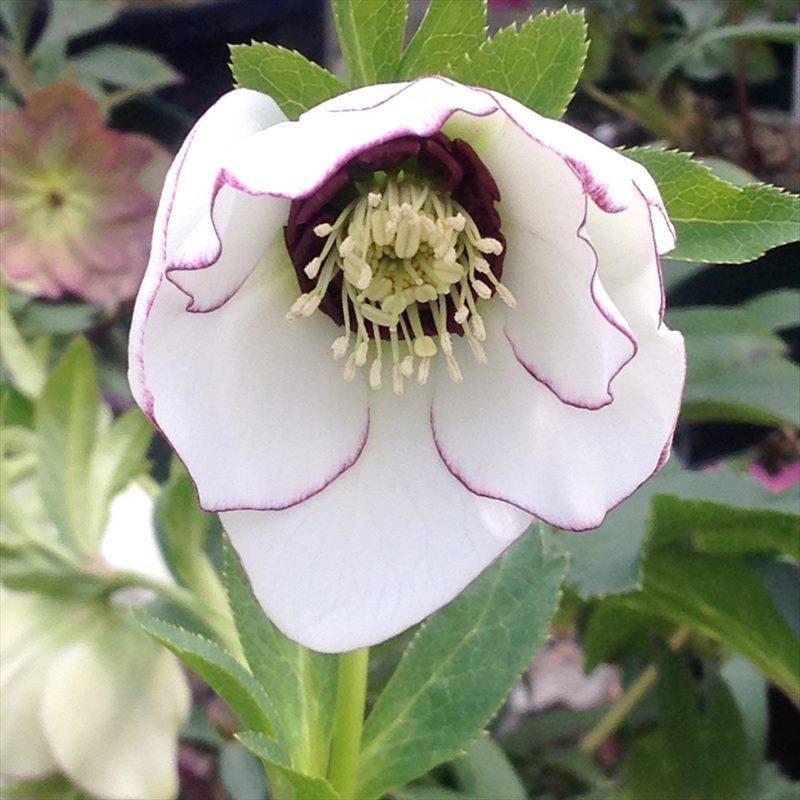 クリスマスローズ 伊勢みやび 3.5号 春霜｜山野01-D1 : 赤塚植物園