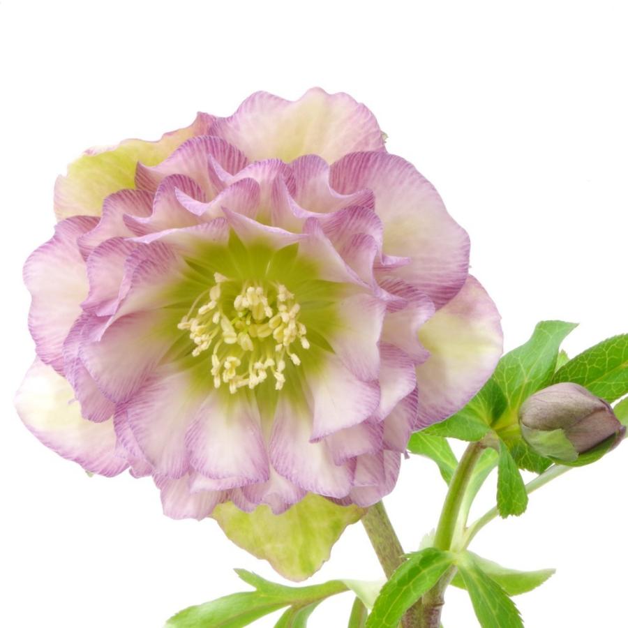 クリスマスローズ 伊勢みやび 3.5号 唐ごろも｜山野01-D1 : 赤塚植物園