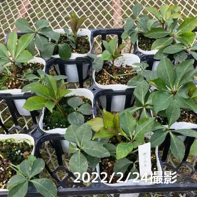 65周年記念P11倍】クリスマスローズ 伊勢みやび 3.5号 唐ごろも｜山野