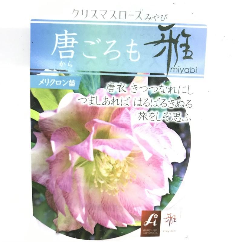 65周年記念P11倍】クリスマスローズ 伊勢みやび 3.5号 唐ごろも｜山野