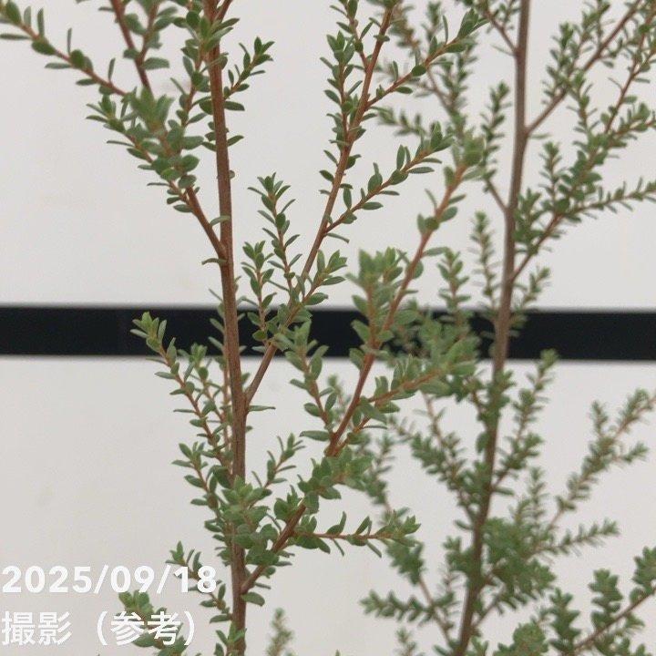 レプトスペルマム シルバーウーリーティーツリー 別名ホワイトティー