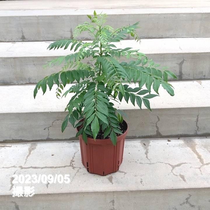 カレーの木(苗)カレーリーフ 6号|草花10-TU : 赤塚植物園 カレーの木(苗)カレーリーフ 6号|草花10-TU : 赤塚植物園