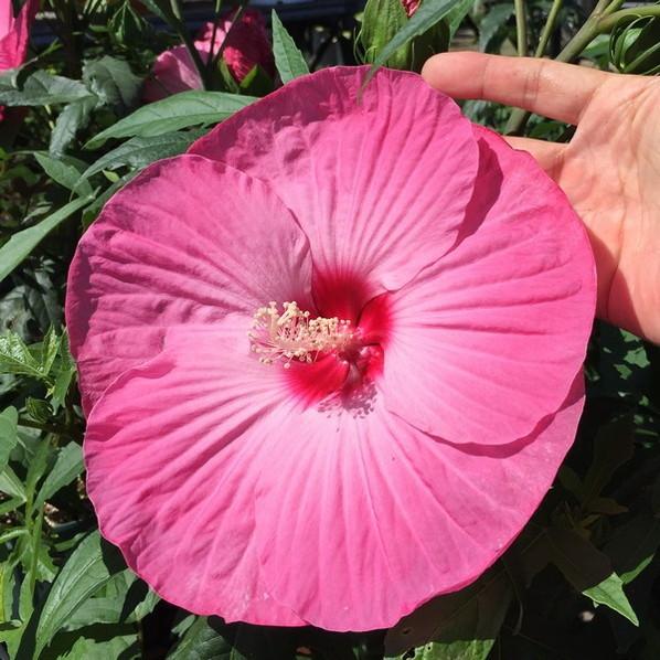 タイタンビカス 3.5号 レイア （ショートタイプ）｜草花01-D1 : 赤塚