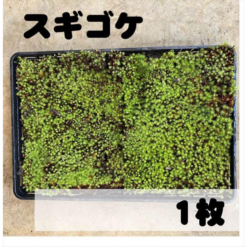 お手頃価格 スギゴケ 杉苔 苔 コケ 1枚 ※お届けに10日程度頂戴する場合があります 山野04-PA 国産 杉苔 300×600mm 10トレー 庭園材 苔盆栽 盆景 アクアテラリウム 装飾資材 5〜20cm 日陰 湿気 天然 スギゴケ 苔 日建 代引不可