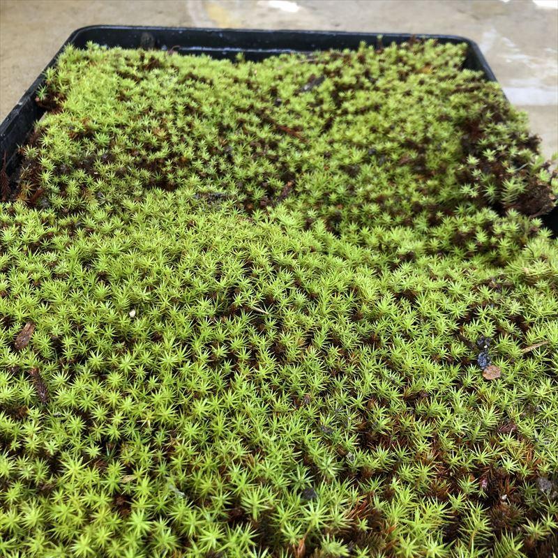 スギゴケ 杉苔 苔 コケ 1枚 赤塚植物園ヤフー店 通販 Yahoo ショッピング