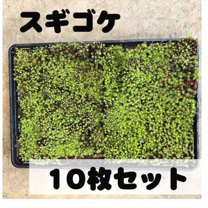 苔トレー スギゴケ 杉苔 10枚｜山野10-AK : 赤塚植物園ヤフー店 - 通販
