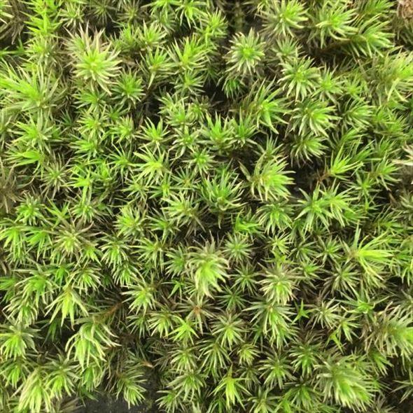 苔トレー スギゴケ 杉苔 10枚｜山野10-AK : 赤塚植物園ヤフー店 - 通販