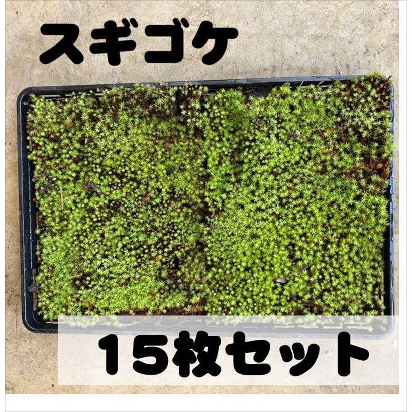 スギゴケ 杉苔 苔 コケ 15枚 赤塚植物園ヤフー店 通販 Yahoo ショッピング