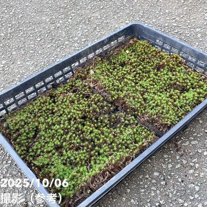 苔トレー スギゴケ 杉苔 20枚｜山野10-AK : 赤塚植物園ヤフー店 - 通販