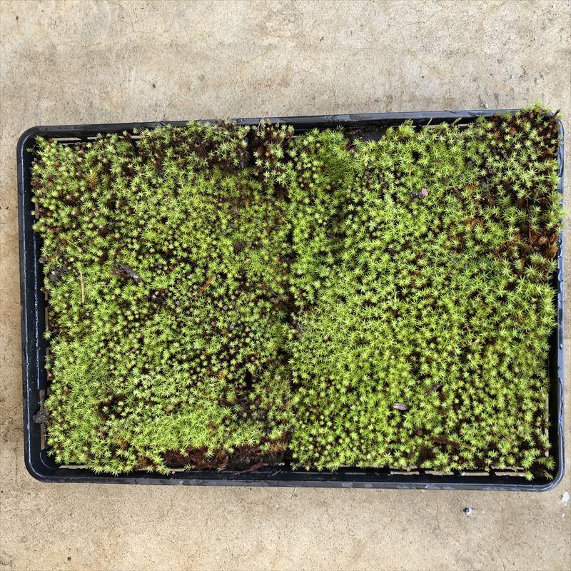苔トレー スギゴケ 杉苔 20枚｜山野10-AK : 赤塚植物園ヤフー店 - 通販