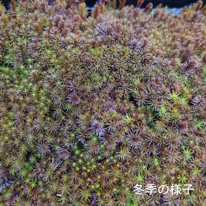 苔トレー スギゴケ 杉苔 20枚｜山野10-AK : 赤塚植物園ヤフー店 - 通販