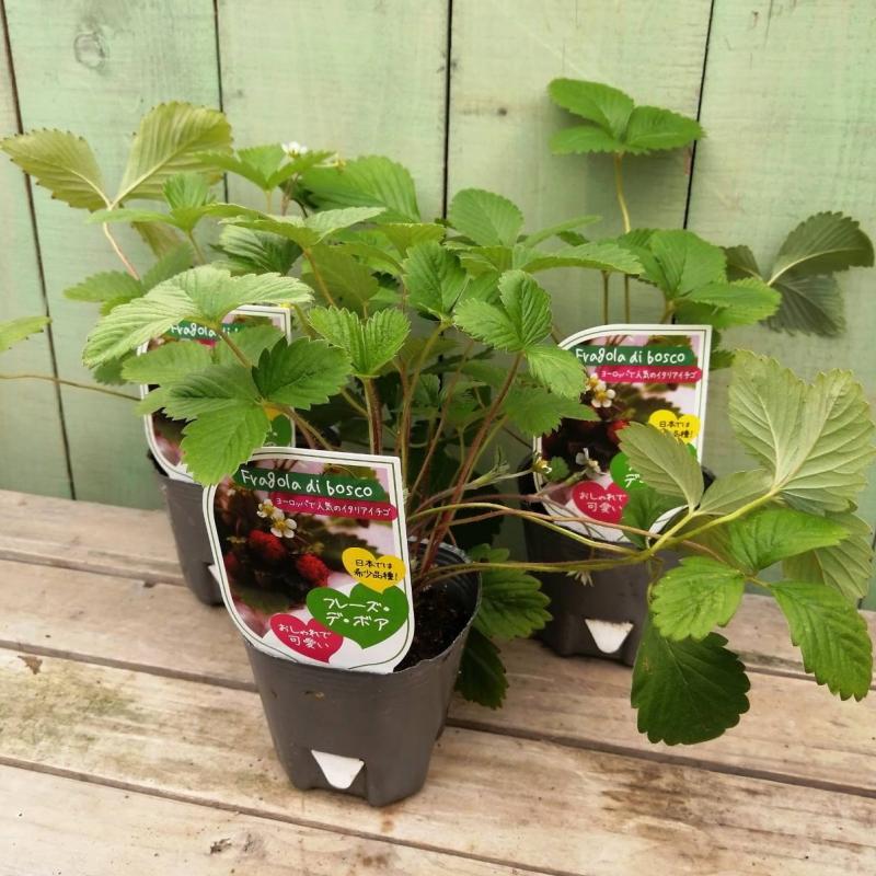 ワイルドストロベリー フレーズ デ ボア 3株セット ハーブ 2107 赤塚植物園ヤフー店 通販 Yahoo ショッピング