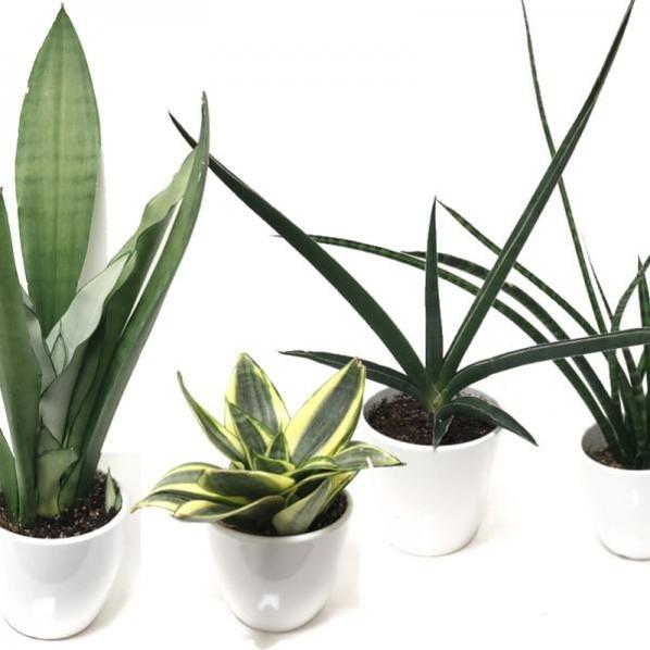 サンスベリア ゴールデンハニー 3 5号 白陶器鉢仕様 観葉植物 サンセベリア D02 赤塚植物園ヤフー店 通販 Yahoo ショッピング