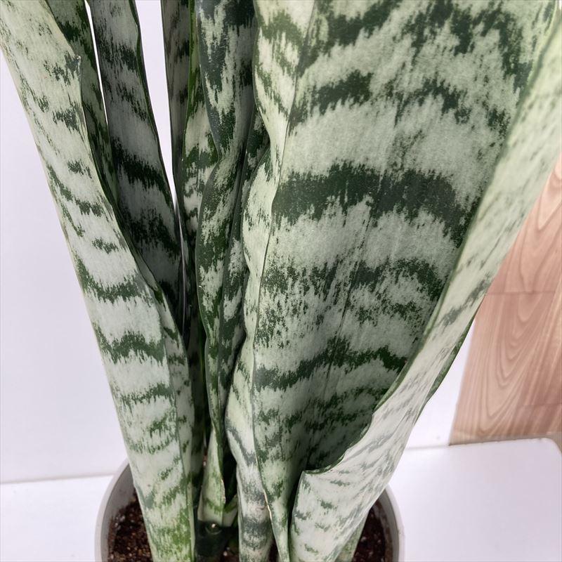 大きいサンスベリア 黒鉢付き 宝石のような観葉植物のお店 【Jewelry Plant】 サンスベリア 7