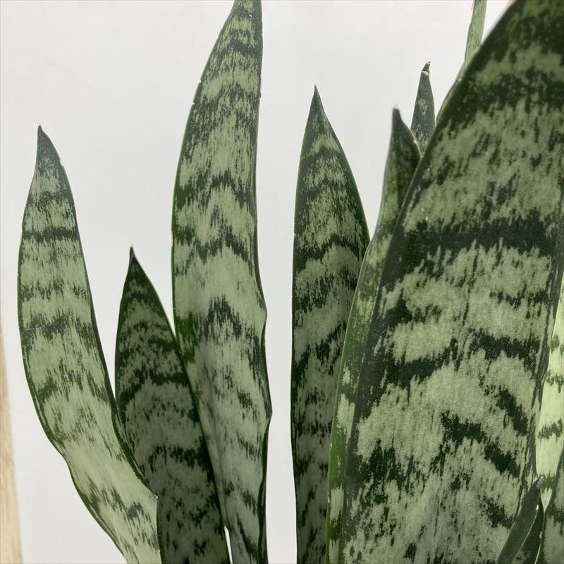 サンスベリア 7号 ゼラニカ プラスチック鉢仕様｜観葉02-D2 : 赤塚