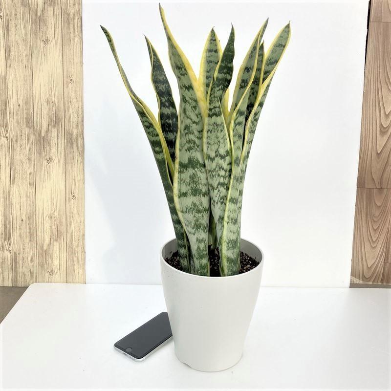 期間限定ストアポイント10倍！】サンスベリア 6号 ローレンチー