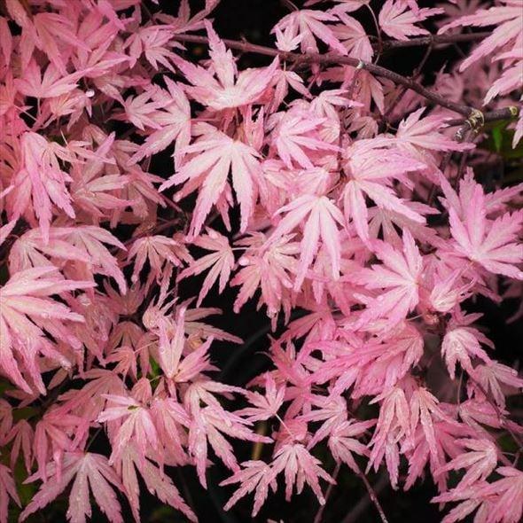 珍しいピンク色 モミジ テイラー 3.5号｜花木10-TU : 赤塚植物園ヤフー