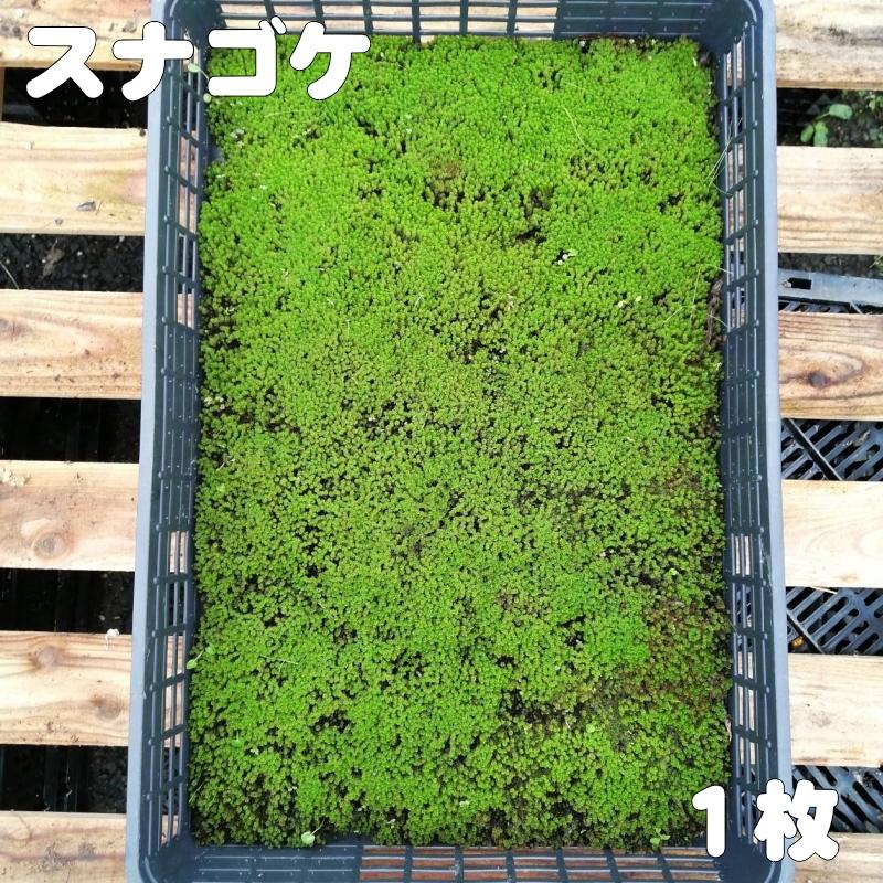 スナゴケ　すな苔　50トレー　最安値 苔トレー スナゴケ 砂苔｜山野04-PA : 赤塚植物園ヤフー店 - 通販