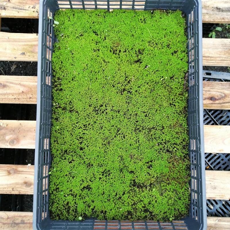 苔トレー スナゴケ 砂苔｜山野04-PA : 赤塚植物園ヤフー店 - 通販