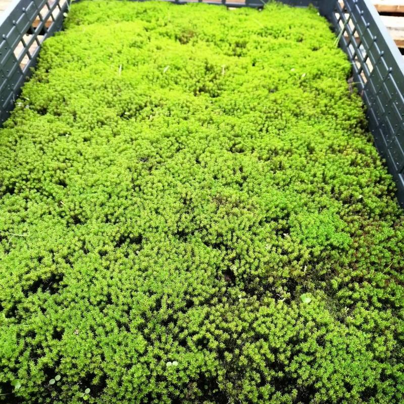 苔トレー スナゴケ 砂苔｜山野04-PA : 赤塚植物園ヤフー店 - 通販