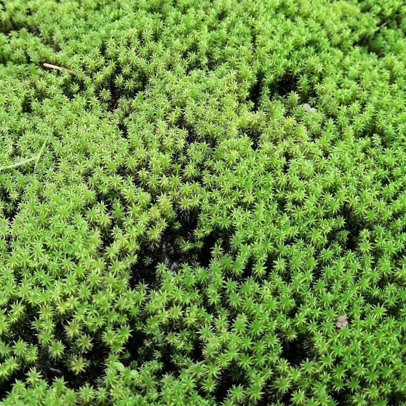 苔トレー スナゴケ 砂苔｜山野04-PA : 赤塚植物園ヤフー店 - 通販