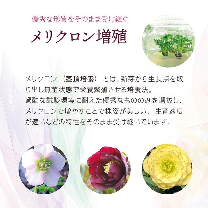 クリスマスローズ 伊勢みやび 5号 うすぎぬ｜山野01-D1 : 赤塚植物園