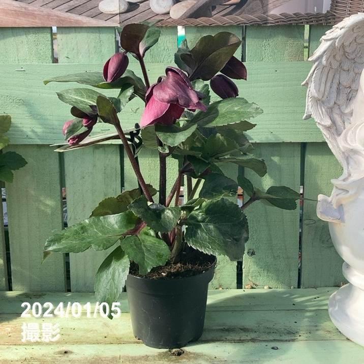 クリスマスローズ 氷の薔薇 4.5号 ブルネロ｜山野04-PA : 赤塚植物園