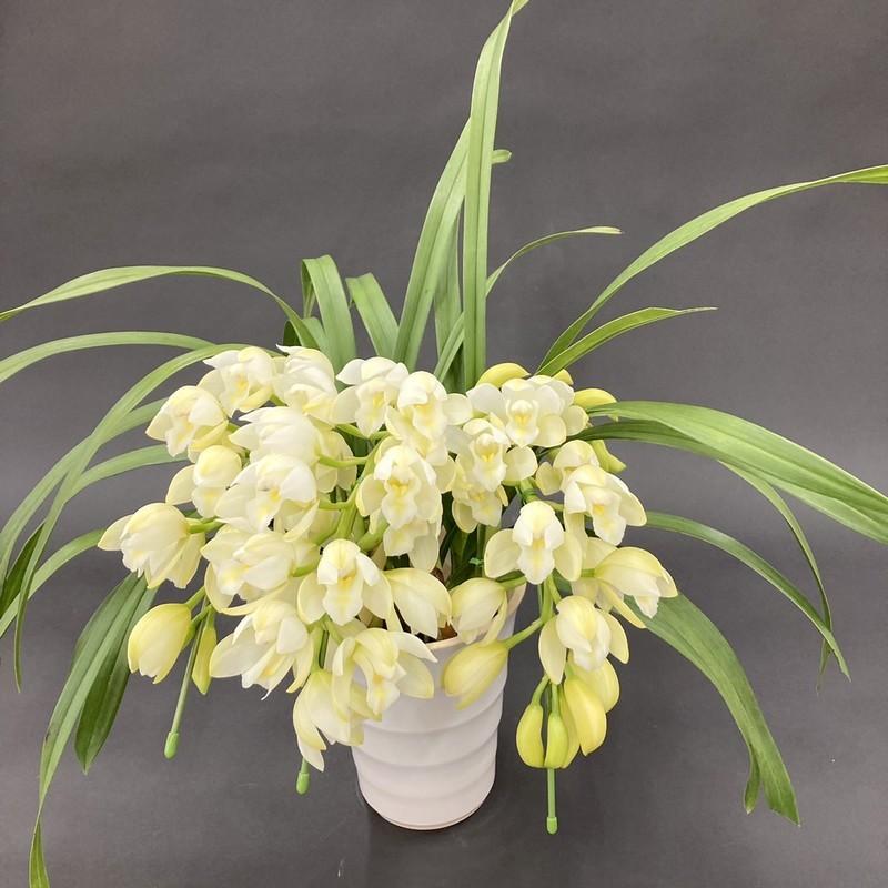 ☆シンビジューム☆イージーブリージー☆アーチ型☆陶器5号鉢☆4F☆ テーブルシンビジューム 白 3本立アーチ ヤマナシリバティー”イージー