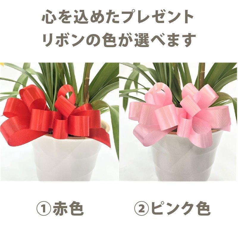 テーブルシンビジューム 白 3本立アーチ ヤマナシリバティー”イージー