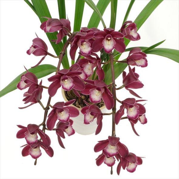 テーブルシンビジューム 赤〜濃い目ピンク 2本立アーチ ファイヤー