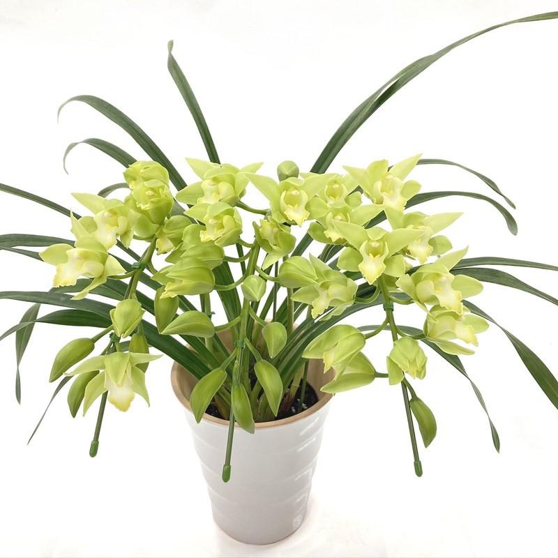 テーブルシンビジューム 淡いグリーン 3本立アーチ ラブリーソング